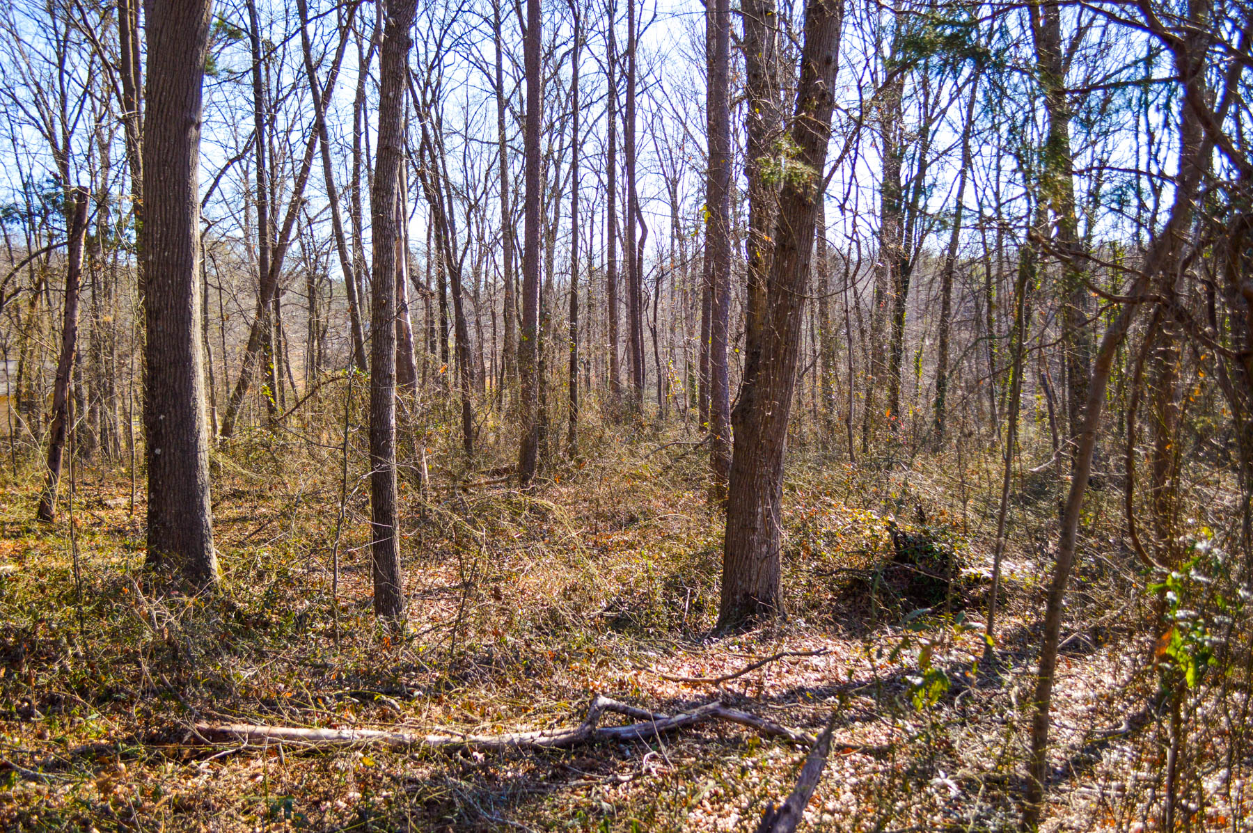 Wooded Homesite In School District 7 | Metcalf Land Company Inc