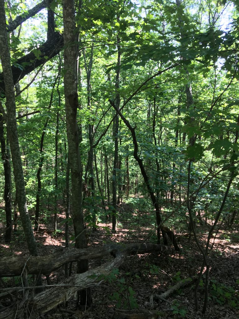 Beautiful, Unspoiled Land in the Heart of Sumter National Forest ...