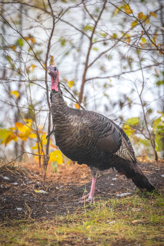 Wild turkey on hunting property